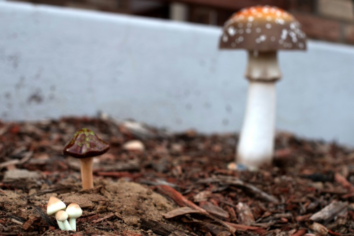 Colorado law still does not allow the free purchase of magic mushrooms