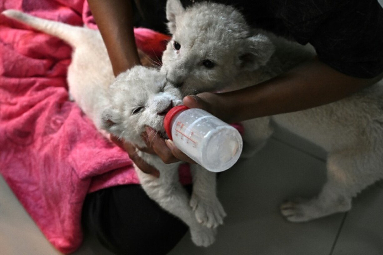 Sometimes wrongly considered a