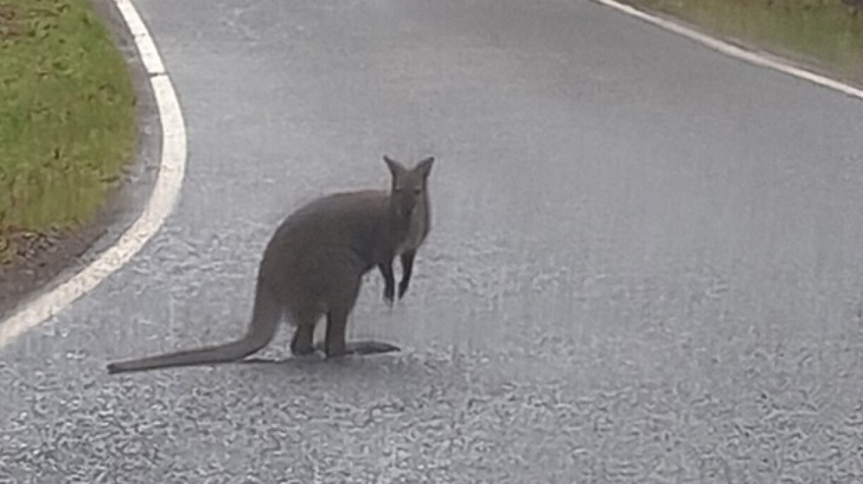 D'Fra, déi d'Déier gesinn huet, huet extra eng Foto vum Känguru gemaach, well si gefaart huet, soss géif een hir net gleewen.
