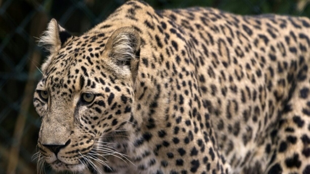 Leopard an engem Zoo a Frankräich