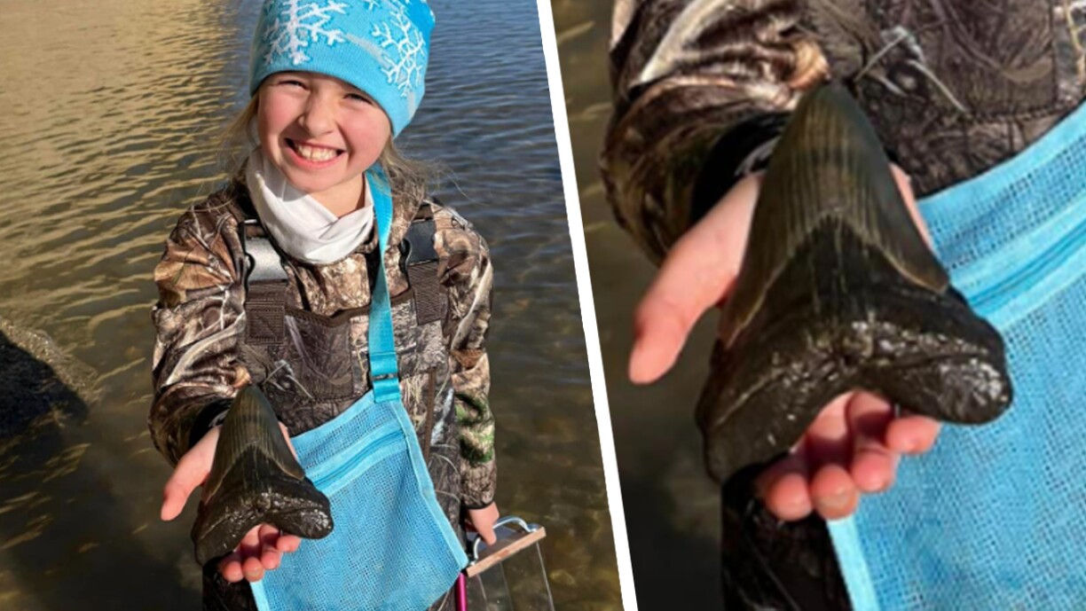 Une petite fille trouve une dent de requin mégalodon sur une plage du Maryland: une espèce éteinte depuis 3,5 millions d'années
