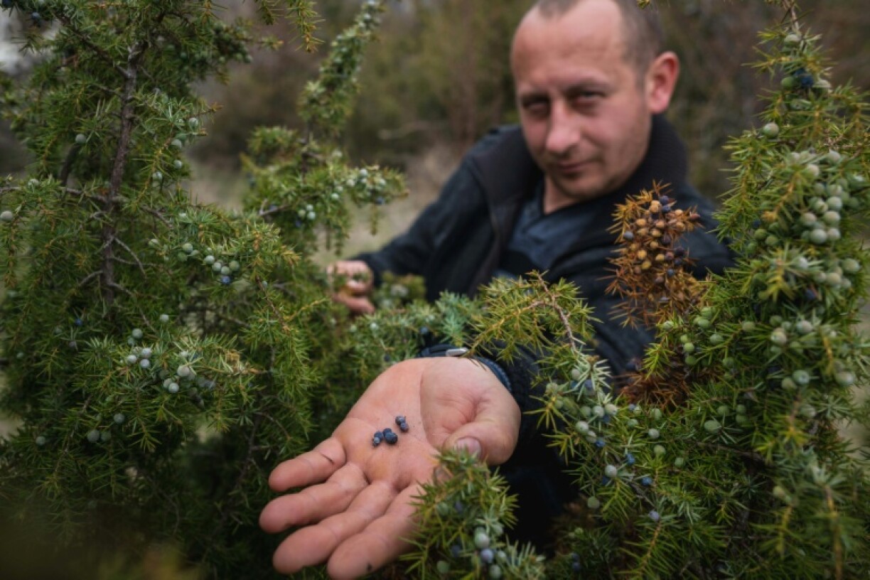 Slobodan Velickovic inspecte les baies de genièvre sur des buissons dispersés dans les collines près de Vranje, dans le sud de la Serbie, le 15 avril 2026
