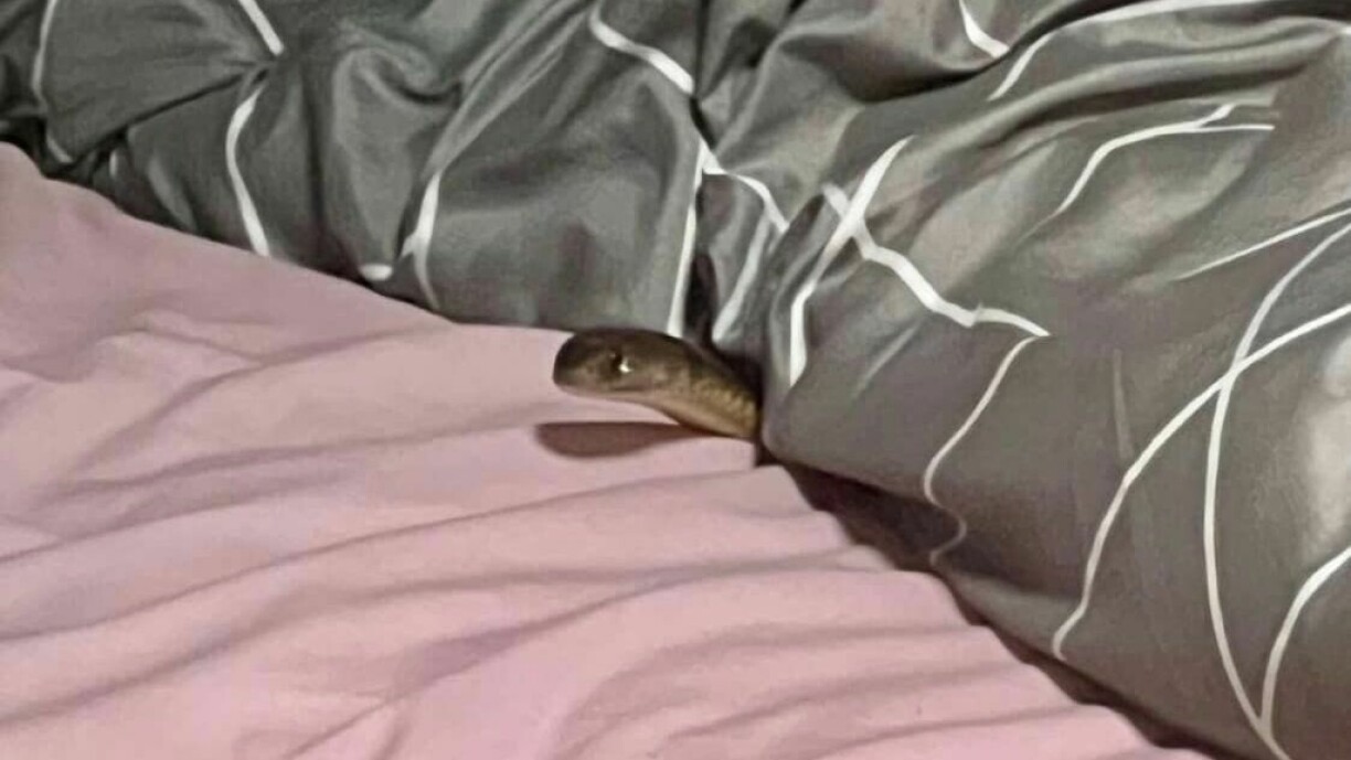 D'Schlaang am Bett vun der Fra vu Glenmorgan am australesche Bundesstaat Queensland.