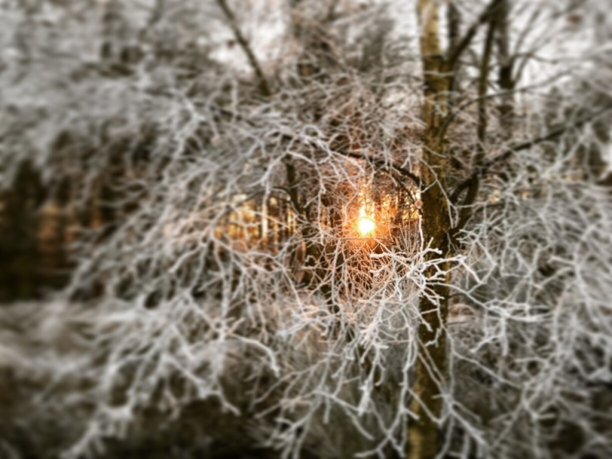 The fiery horse symbolizing the desire for (sexual) freedom?