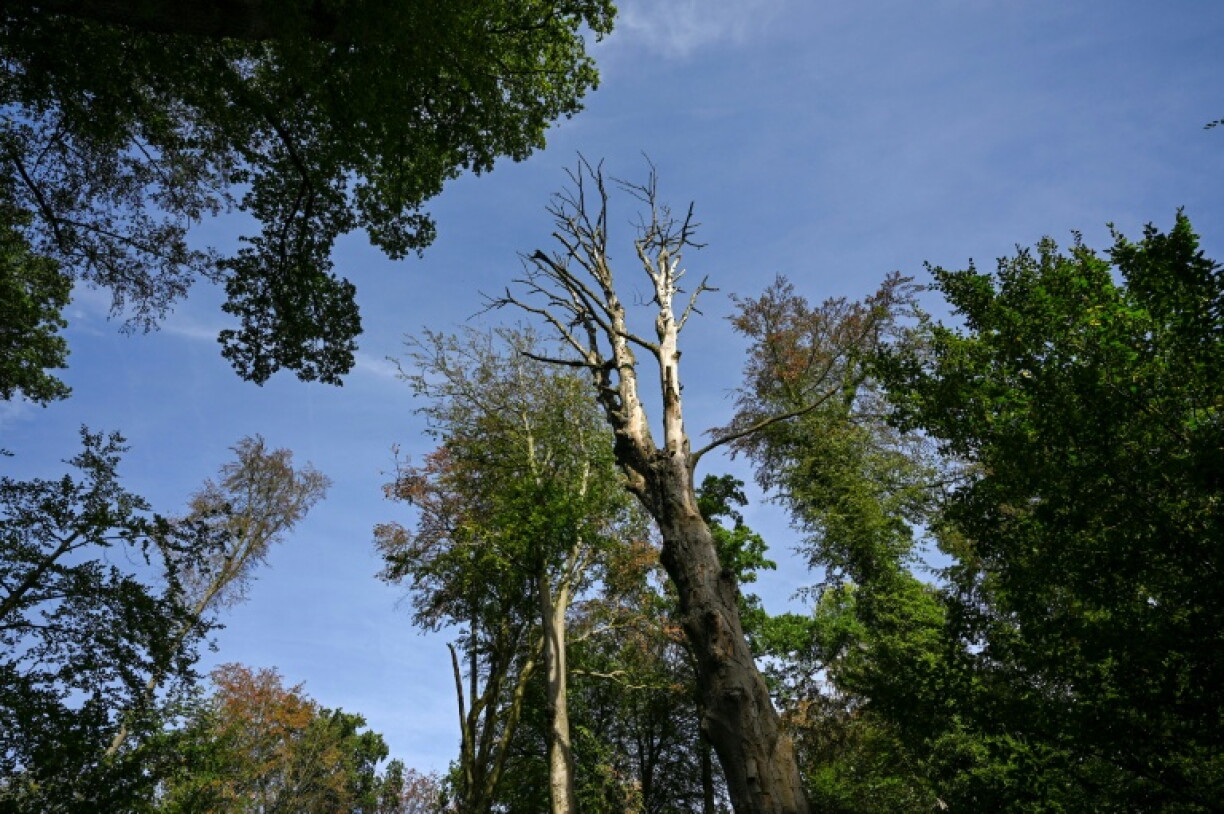 Un érable desséché près de Gladbeck, dans l’ouest de l’Allemagne, le 25 août 2026, après des températures estivales en forte hausse et de faibles précipitations