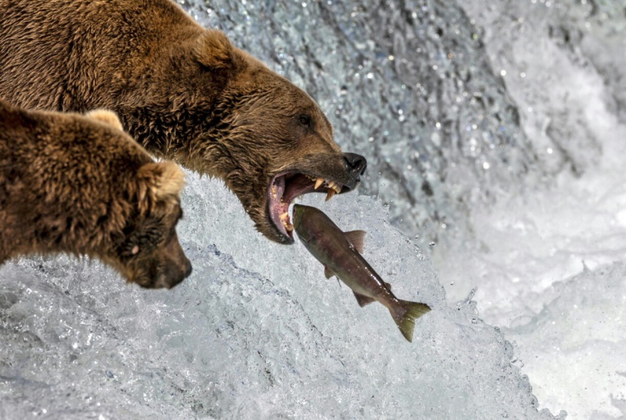 Un ours brun attrape un saumon rouge en plein vol aux chutes de Brooks, dans le parc national de Katmai, en Alaska, le 11 août 2023