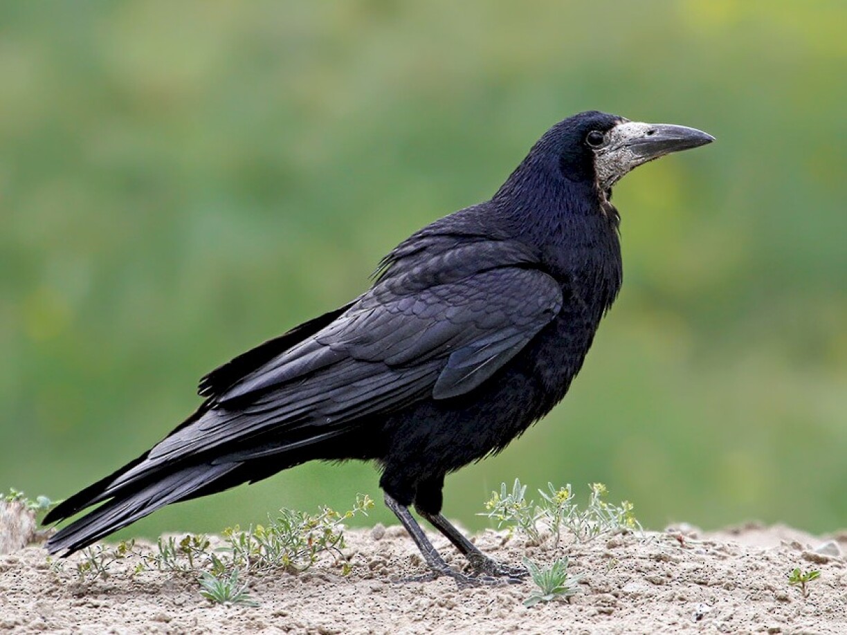 Rook, Corvus frugilegus