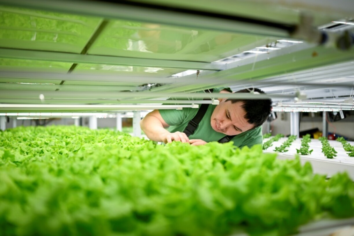 Palli Fleischer-Lyberth dans sa serre, le 31 janvier 2026 à Sisimiut, au Groenland