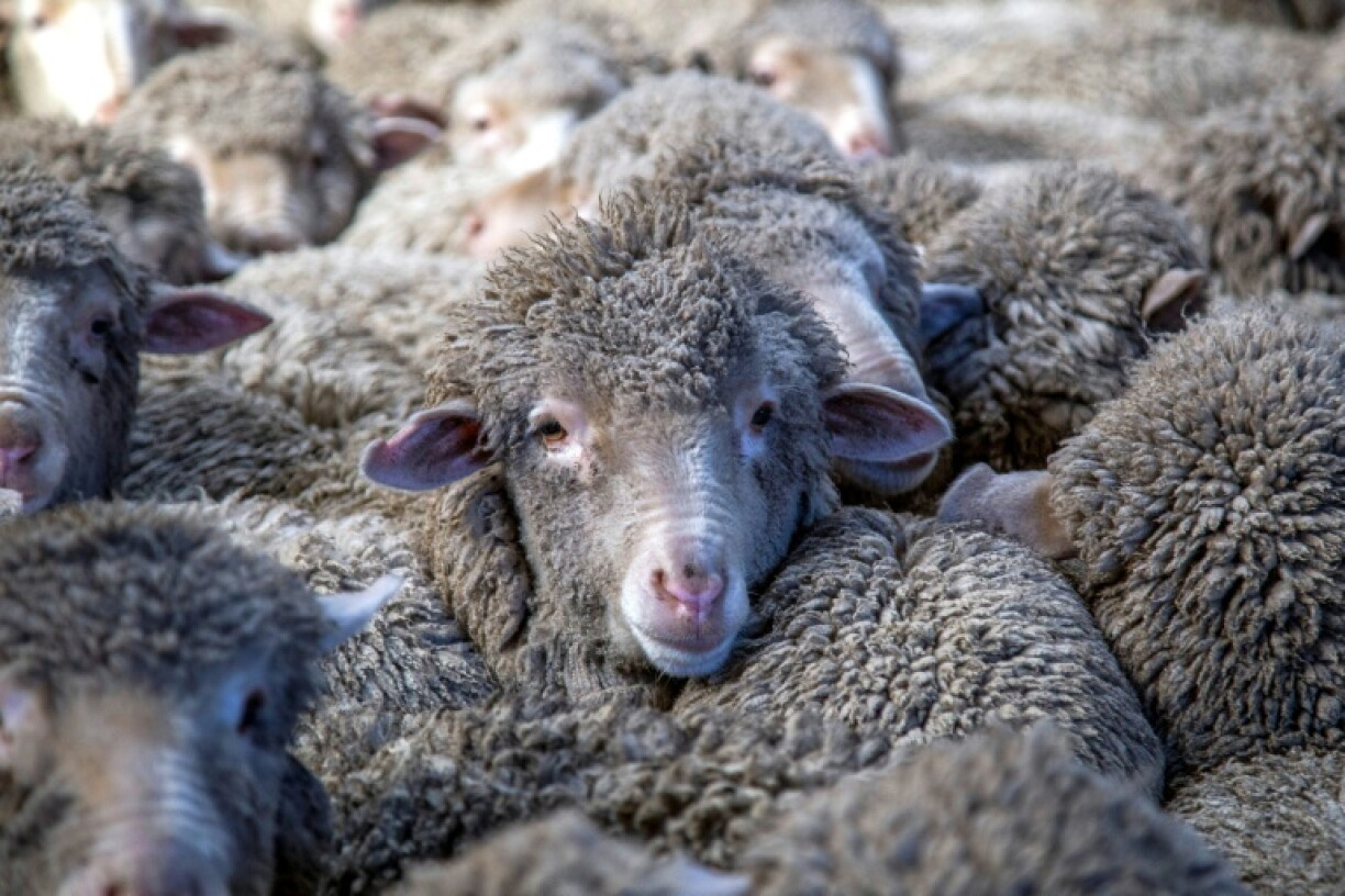 New Zealand has long been known for having more sheep than people -- with a ratio of 4.5 sheep to every person as of 2025