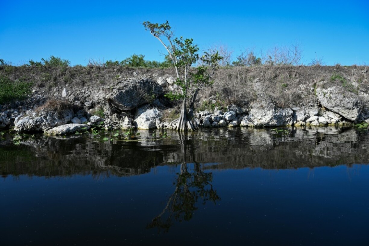 Water marks are seen on the trees in the Everglades