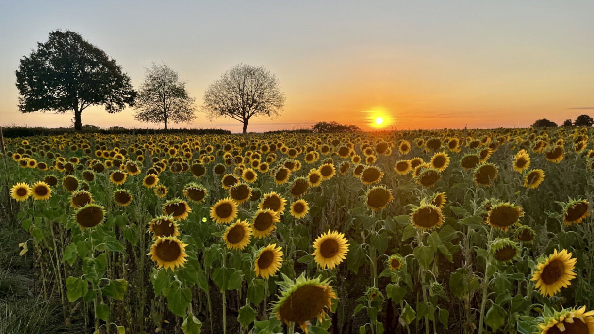 Sunflowers in the Our nature reserve, 7 August 2026.