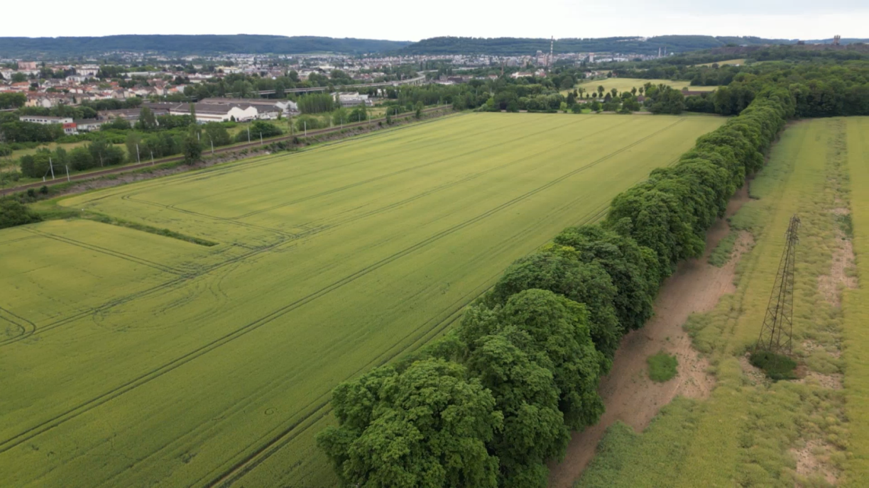 Entre la voie ferrée et l'allée des marronniers, cette zone agricole est envisagée pour relocaliser les entreprises expropriées à la zone Sainte-Agathe.