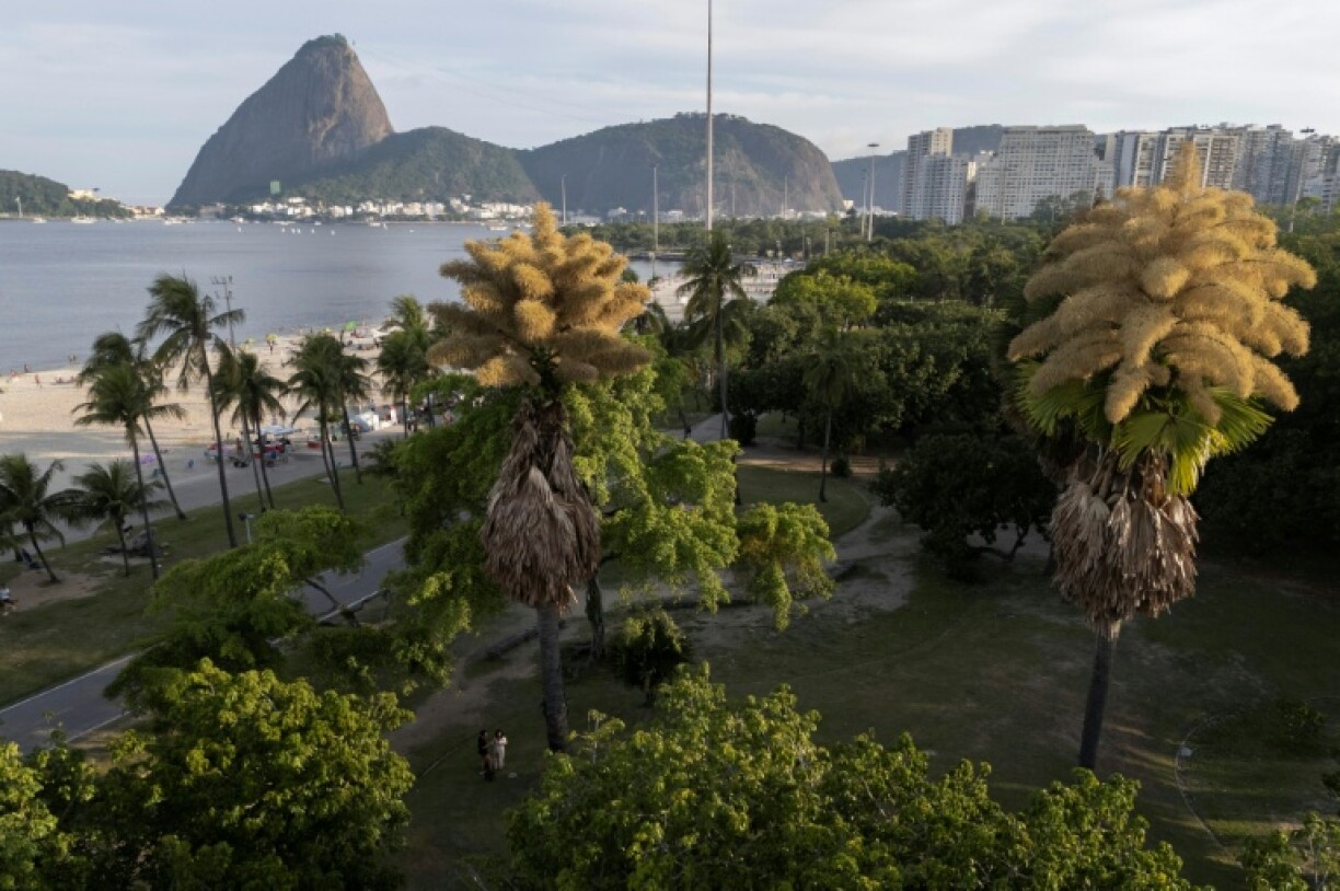 Des palmiers talipot fleurissent pour la première fois au parc Aterro do Flamengo à Rio de Janeiro, le 8 décembre 2025 au Brésil