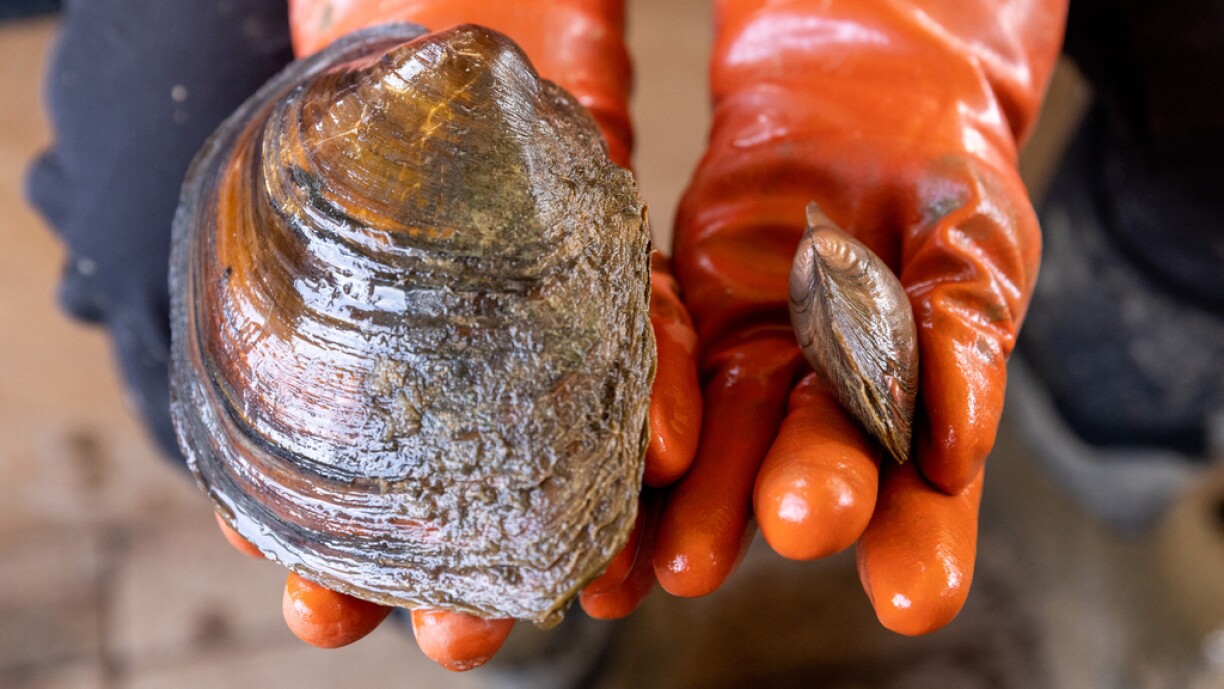 A mussel collector in Germany holds a native mussel (r) and a non-native Chinese pond mussel.
