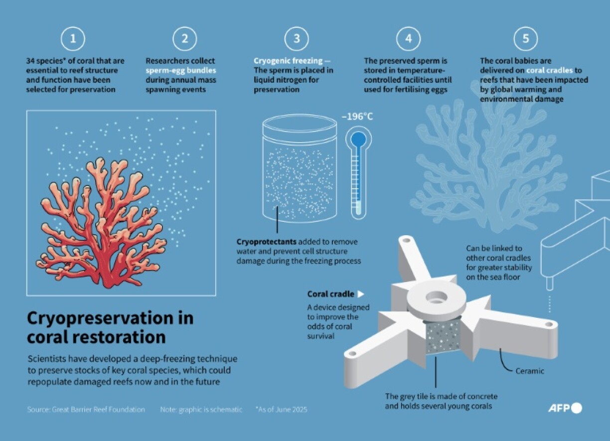 Freezing coral cells offers the chance to regenerate damaged and diminished species now and in the future