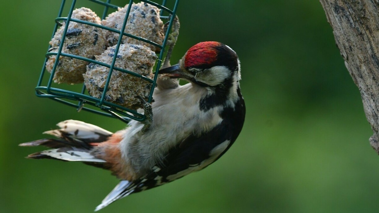 E Bontspiecht (op däitsch e Buntspecht).