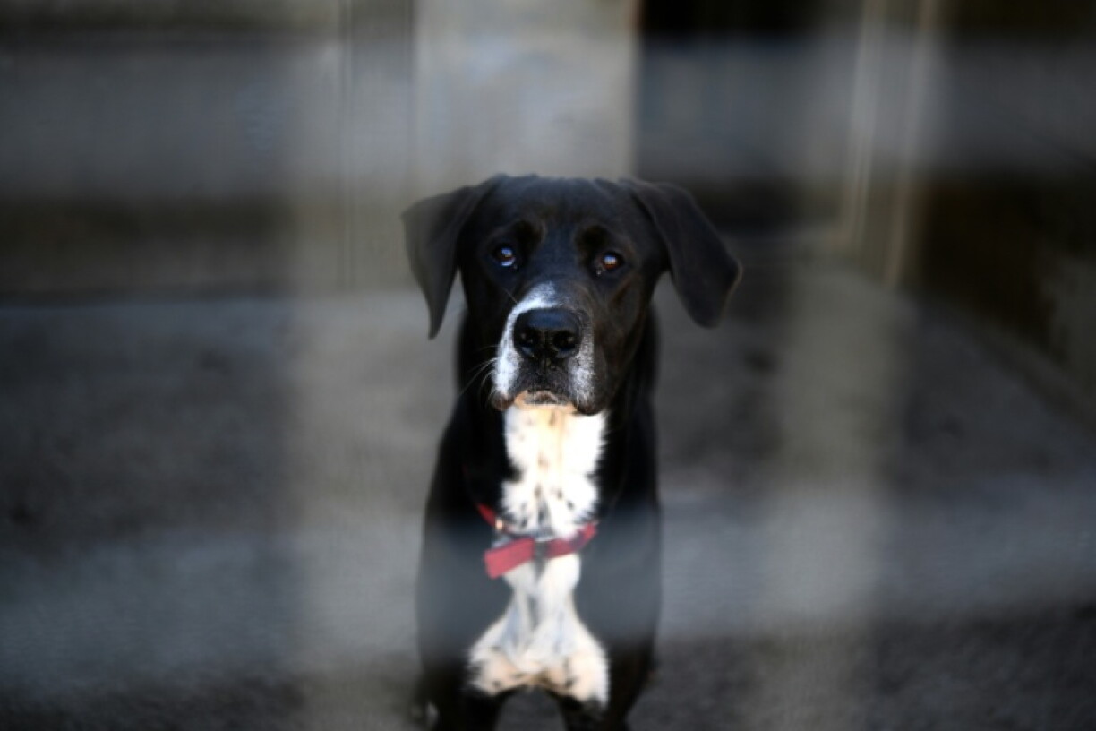 Plus de 84.000 chiens et chats ont été refusés l'année dernière, faute de places, par 880 structures qui ont accueilli quelque 391.000 animaux