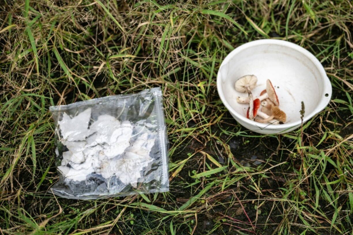A bag of silver poplar leaves (L) is used for wiping in Izawa's 'noguso' method of heeding nature's call