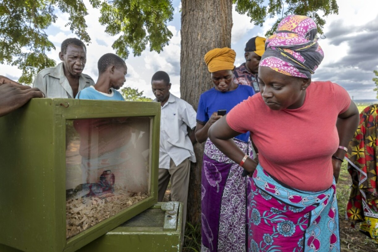 The Watamu Snake Farm helps educate villagers about living alongside snakes