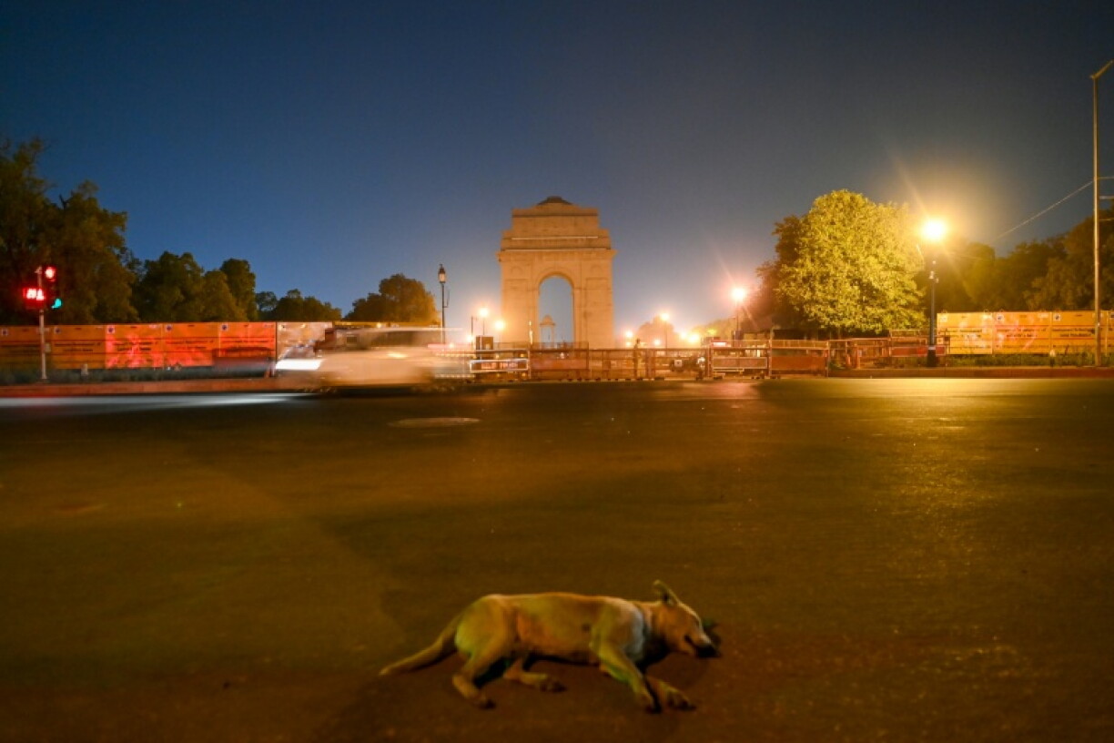 The "Fat Dogs of Delhi" contest, in the style of Alaska's annual Fat Bear Week, has turned Instagram into a virtual polling booth, attracting nearly 100,000 followers