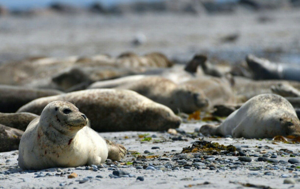 Der Nachwuchs bei den Seehunden an der niedersächsischen Küste bleibt auf hohem Niveau stabil. Bei den diesjährigen Zählflügen über dem Wattenmeer wurden 2395 Jungtiere erfasst, wie das für die Zählung zuständige Landesamt in Oldenburg mitteilte.