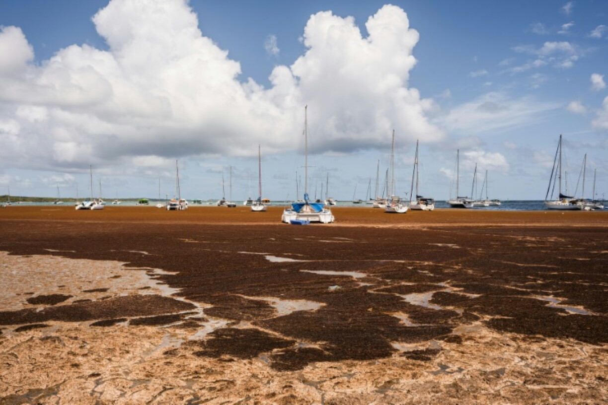 Des bateaux entourés de sargasses, sur la côte de Saint-François, en Guadeloupe le 29 avril 2026