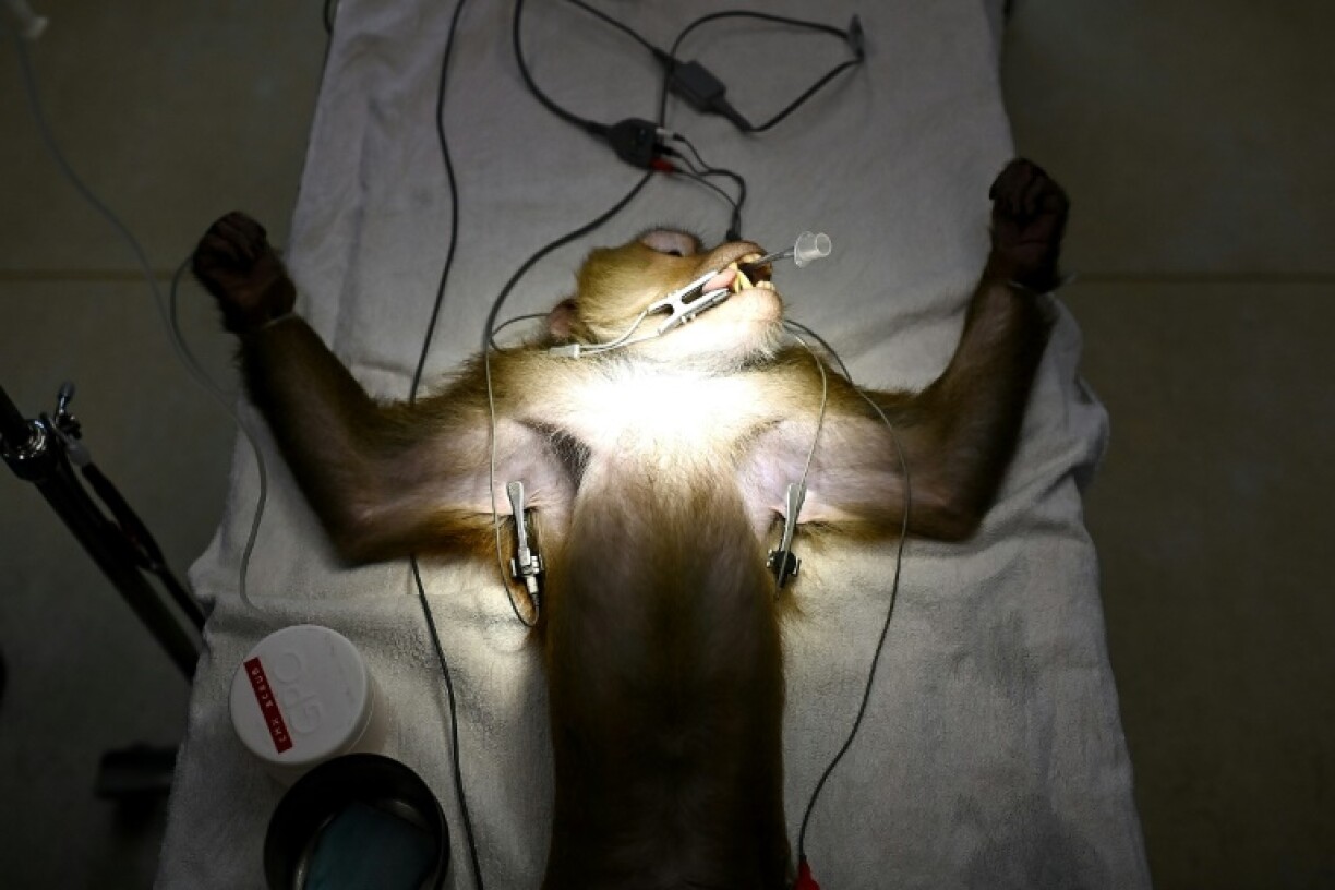 Un macaque est préparé à subir une vasectomie à l'hôpital de la Fondation des amis de la faune sauvage de Thaïlande à Petchaburi en Thaïlande le 9 juillet 2025
