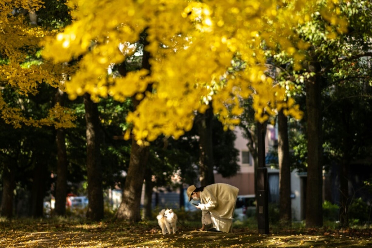Japan's hottest autumn on record has delayed the country's popular foliage season