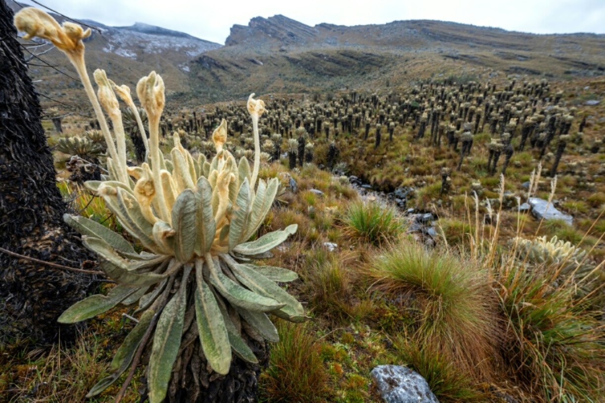 The Sierra Nevada del Cocuy is located in the eastern ranges of the Colombian Andes