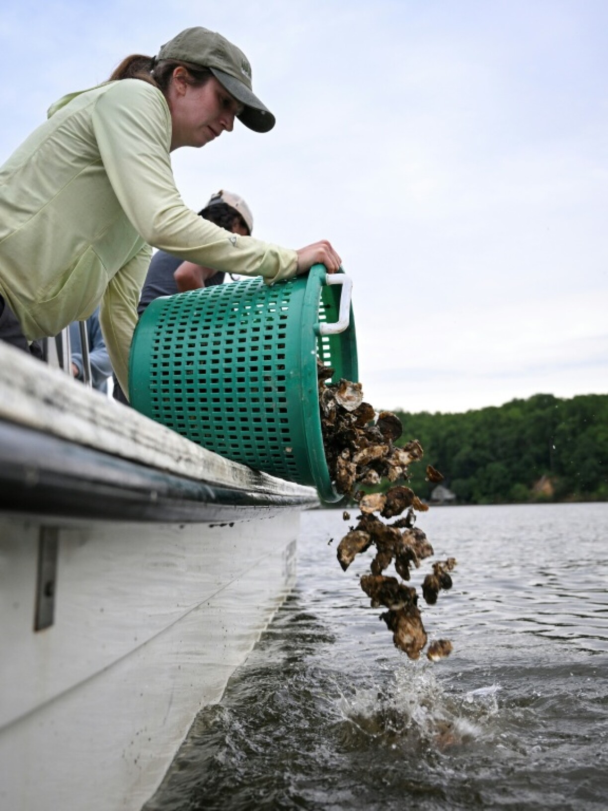 Adelle Thrush, an intern with the Chesapeake Bay Foundation, helped dump a bucket of oysters into the water