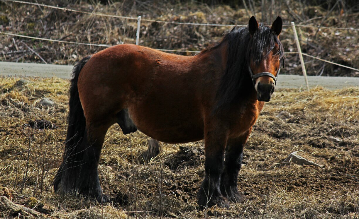 Ardennes horse