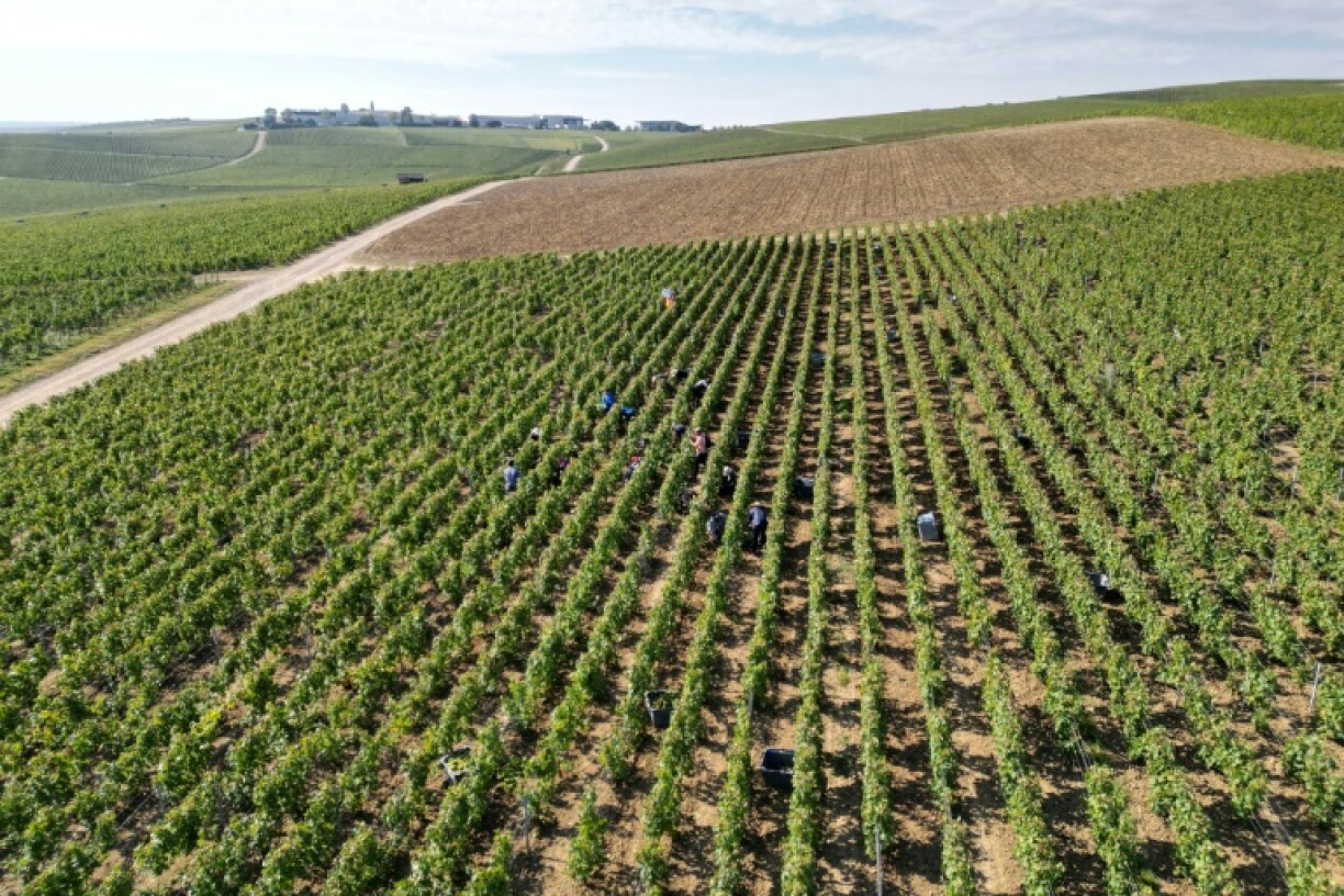 The harvest this year is expected to begin between August 20 and August 25