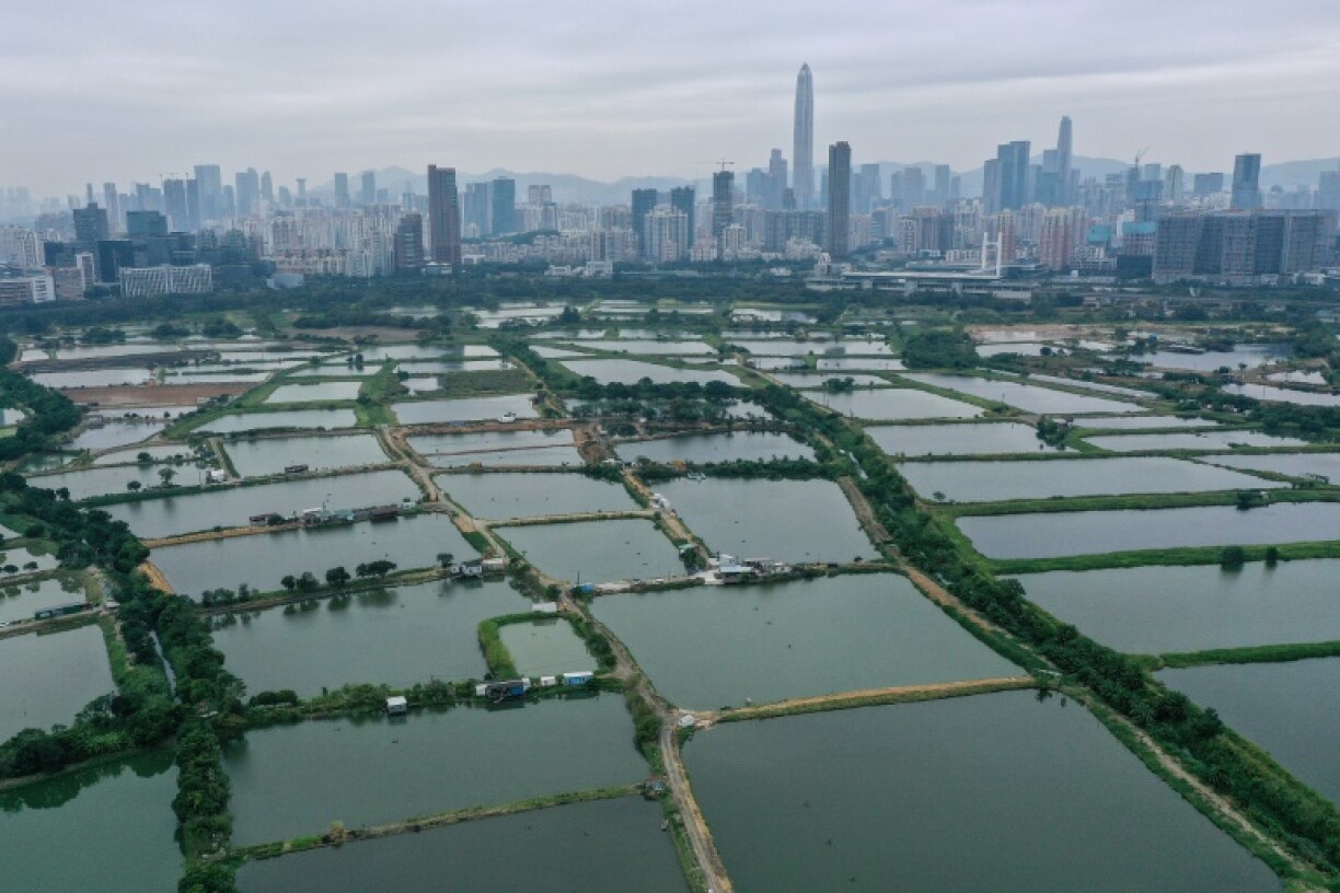 Fish ponds and marshes in San Tin in northern Hong Kong, on the border with the Chinese city of Shenzhen (back)