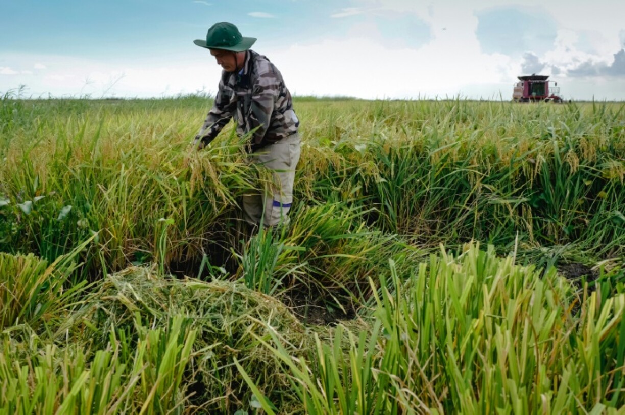 Agri VAM says its Cuban rice fields yield far more than those farmed by Cuban growers