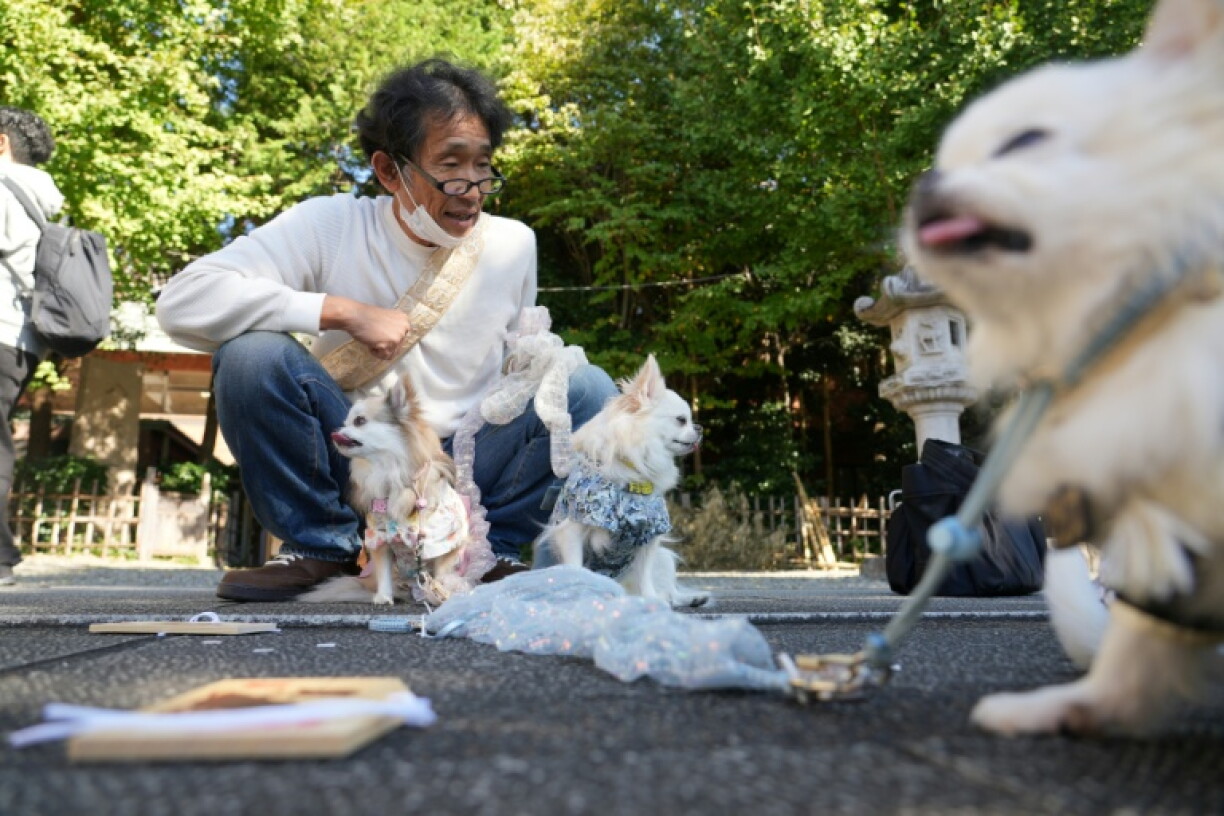 A man poses with his dogs, dressed in kimonos, at the shrine. Data in June showed that Japan's fertility rate fell again last year to a record low, underscoring the demographic crisis gnawing at the world's fourth-largest economy.