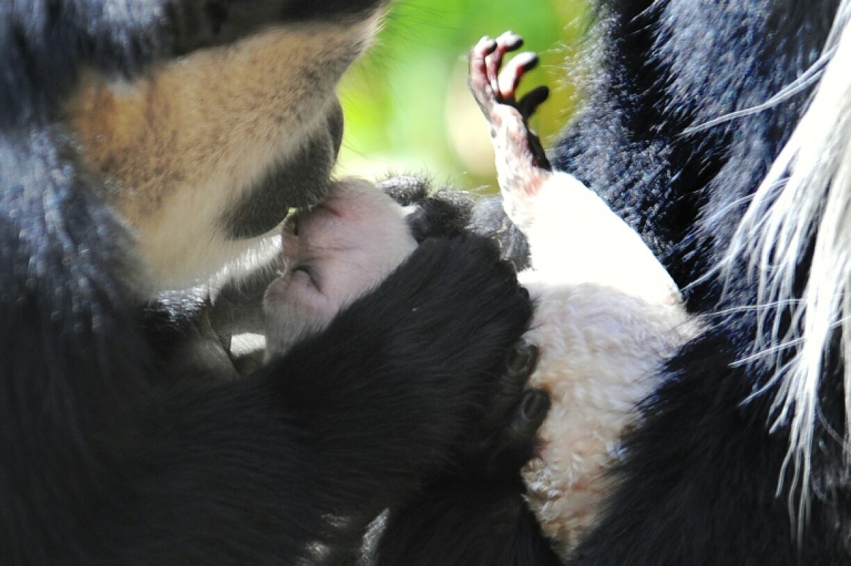 Kissing appears to carry high risks such as disease transmission while having no obvious reproductive or survival advantages