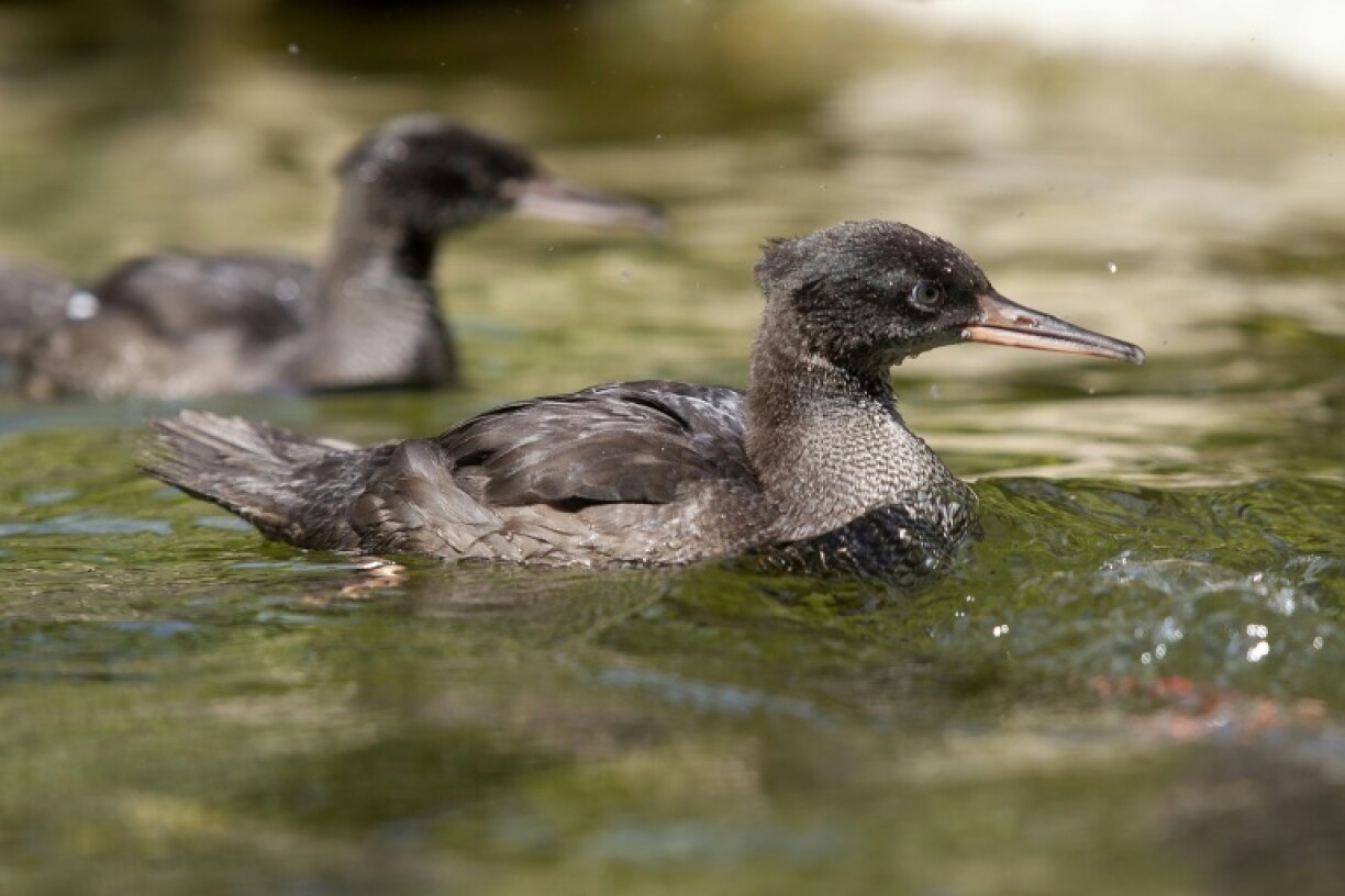 Two of the five Brazilian merganser chicks now thriving at the Prague Zoo