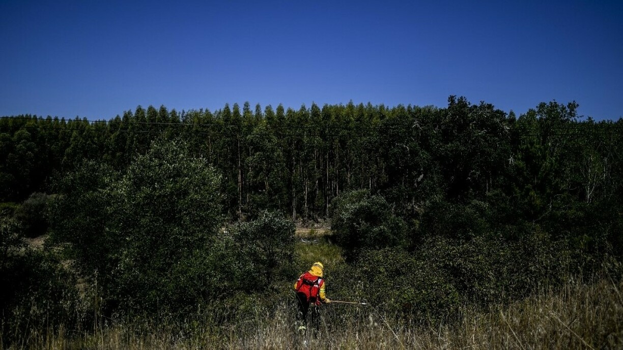 Des pompiers en train de désherber une forêt d'eucalyptus au Portugal.