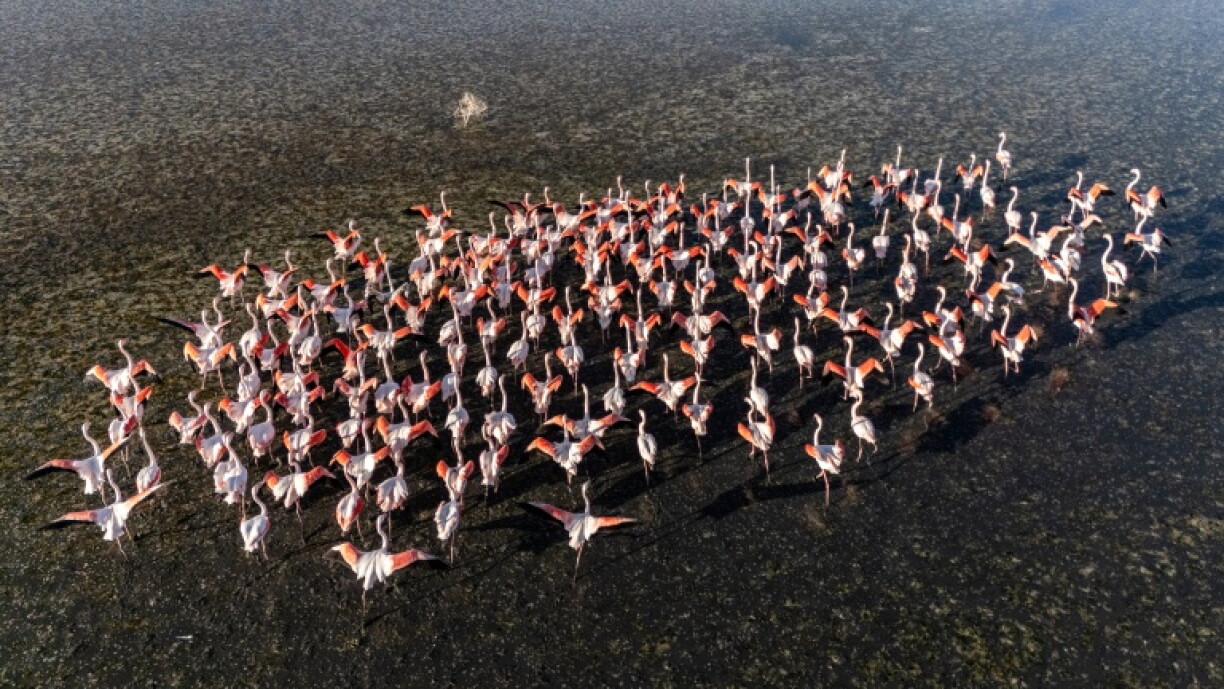1,000 flamingos died during a previous water crisis at Turkey's Tuz Golu salt lake which faces a new water crisis from over-use