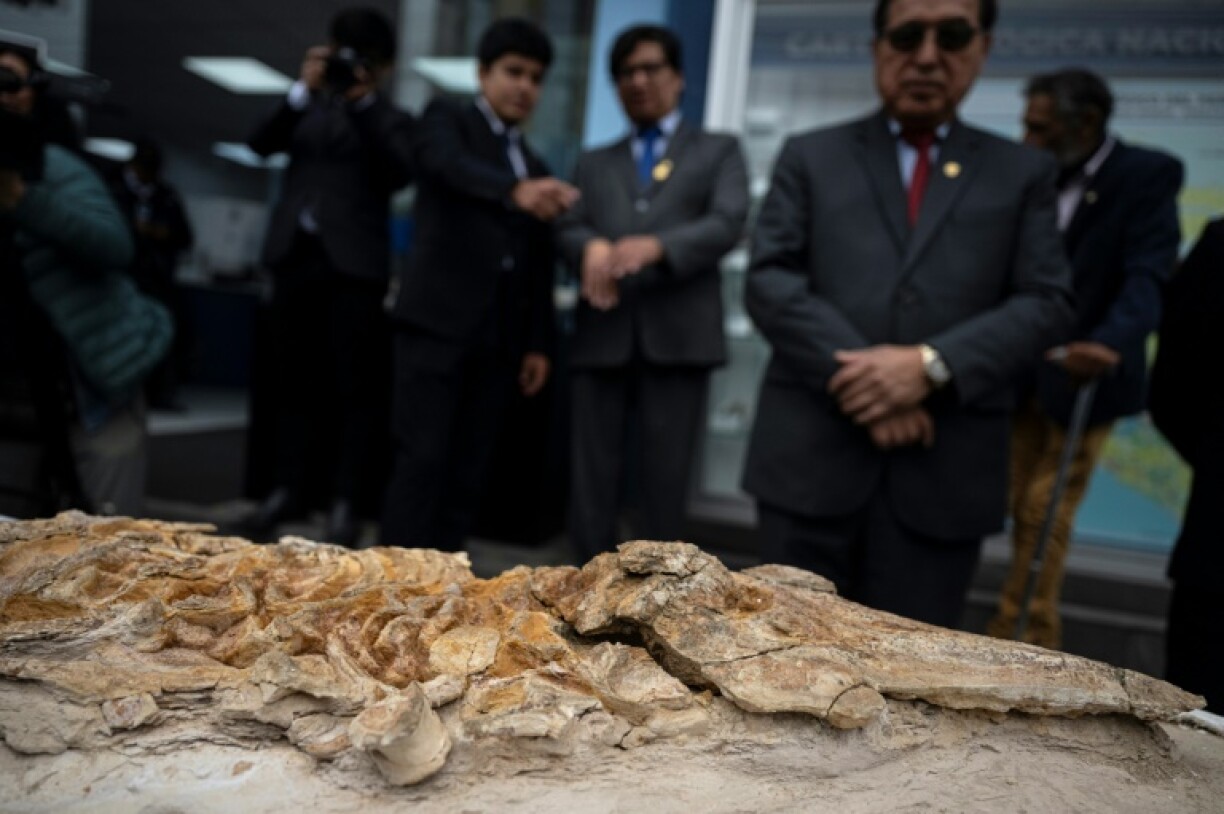 A complete petrified skeleton of an ancestor of modern porpoises dating back more than 10 million years is unveiled at the Geological, Mining, and Metallurgical Institute (INGEMMET) in Lima on September 17, 2025