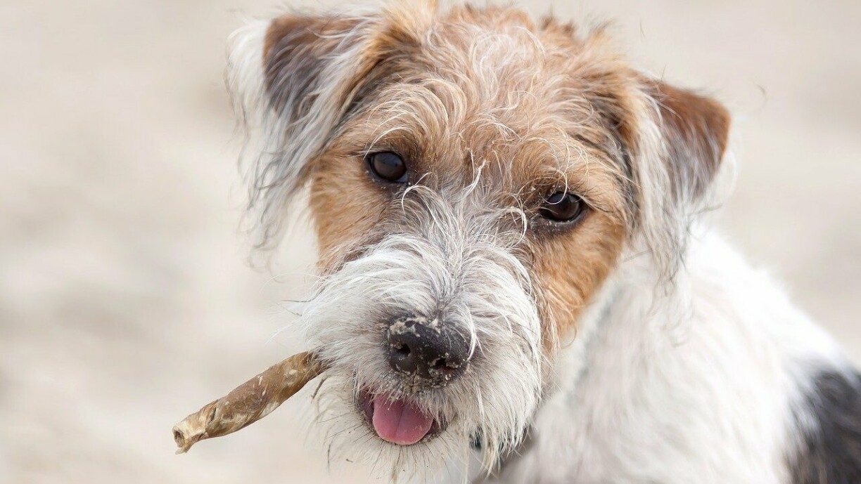 Beispillfoto - Dëst ass net de Pablo.