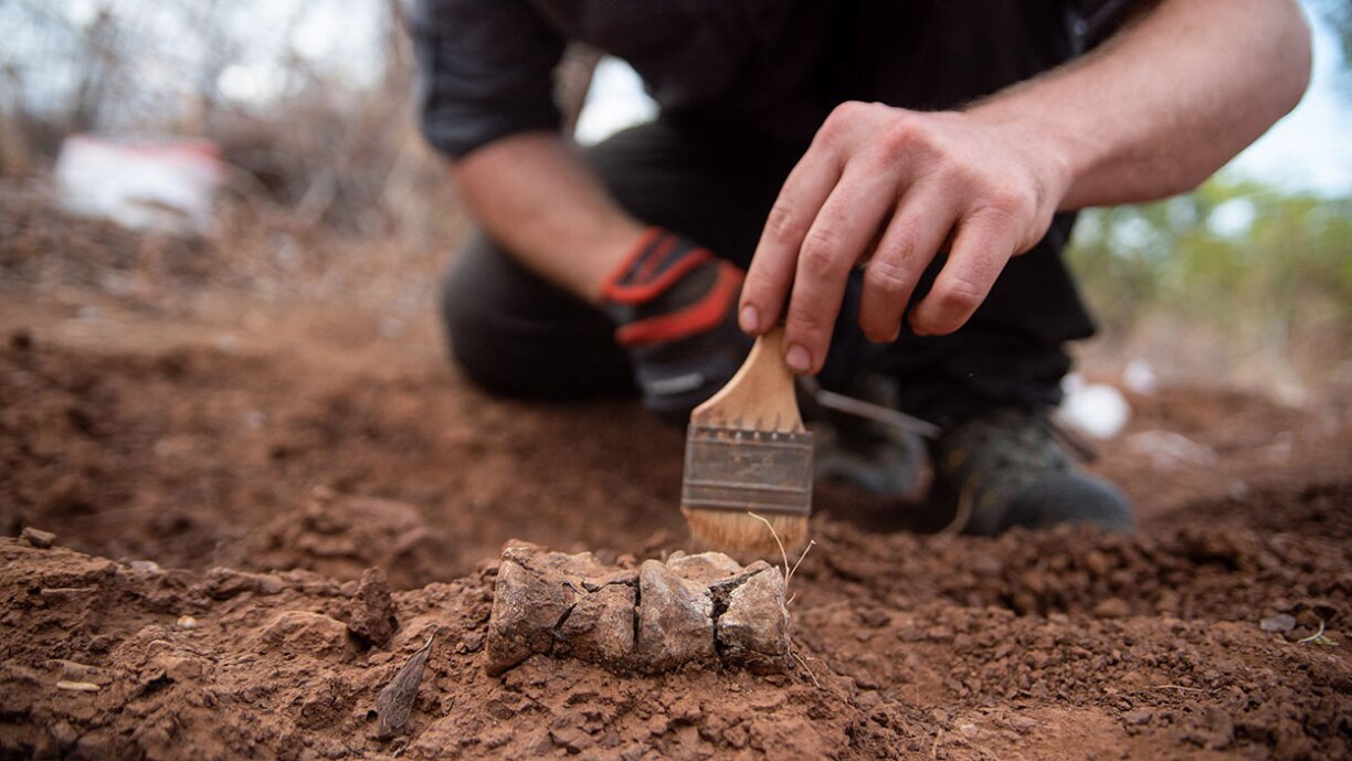 Découverte spectaculaire: des scientifiques découvrent des restes du plus vieux dinosaure d'Afrique (photos)