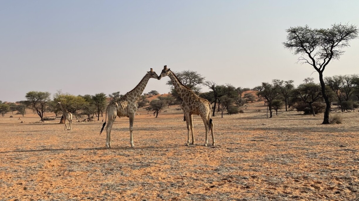 Giraffen an der Kalahari-Wüüst an Namibia.