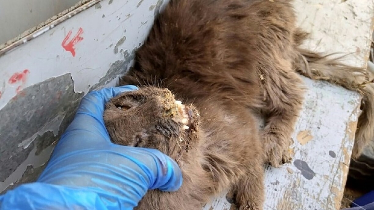 Eent vun den Déieren, wat lieweg konnt gerett ginn.