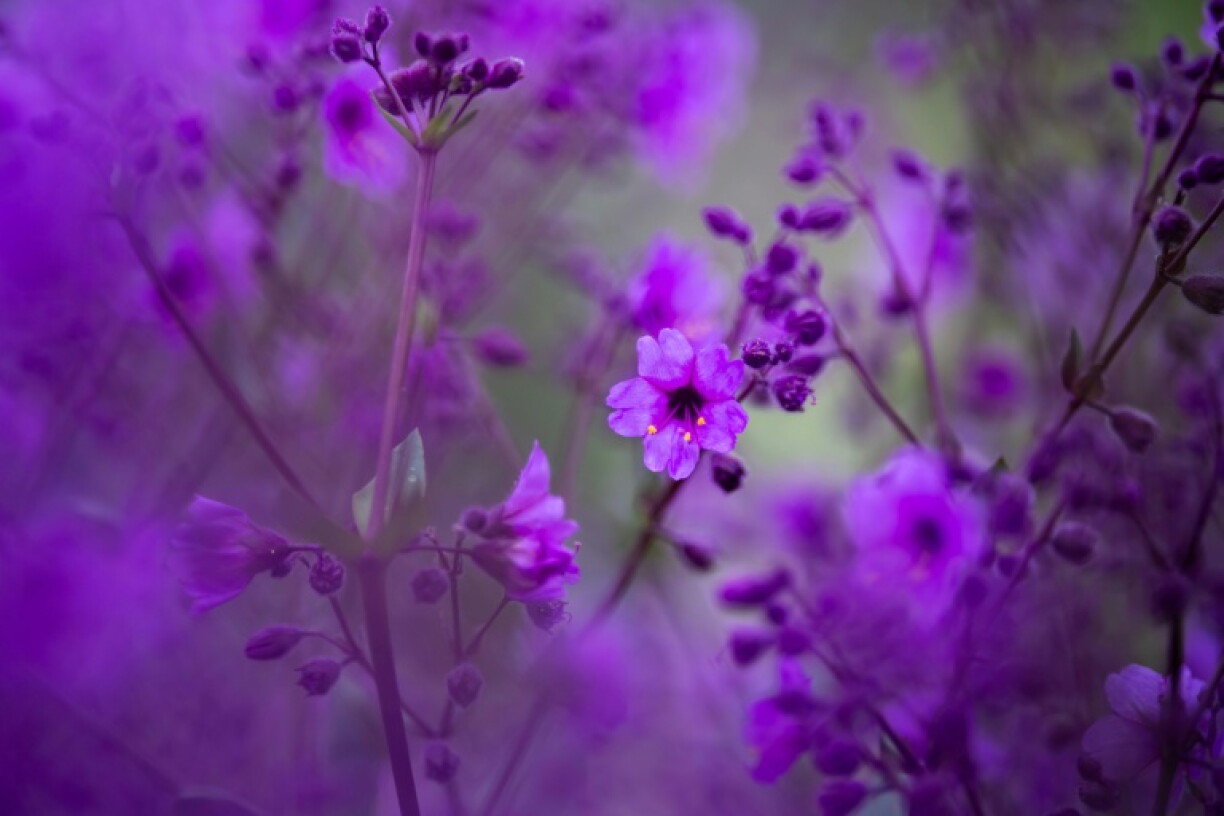 Vue de fleurs sauvages violettes dans le désert d'Atacama, près de Copiapó, dans le nord du Chili, le 17 septembre 2026