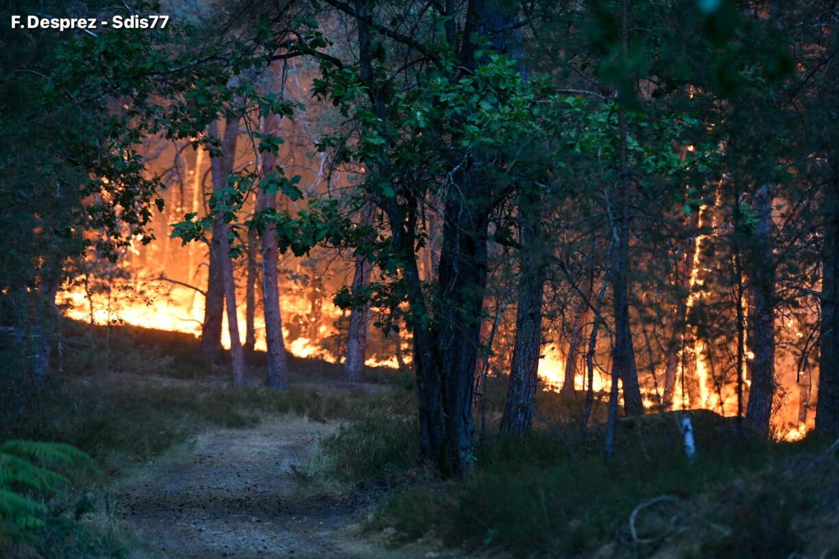 Foto vum Brand am Bësch zu Fontainebleau den 12. Juli 2026.