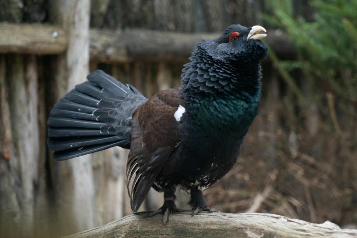 Un grand tétras (Tetrao urogallus), le 18 avril 2023, à Rhodes, en Moselle