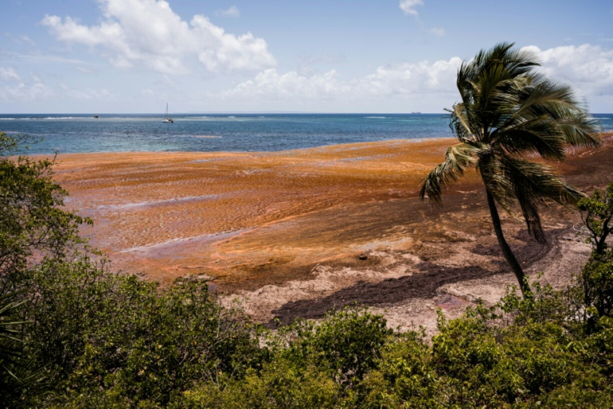 Des sargasses sur une plage du Gosier, en Guadeloupe, le 29 avril 2026