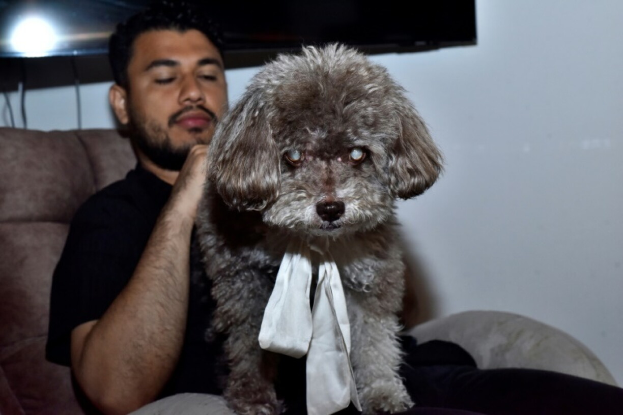 Solomon, le chien de l'avocate colombienne Lenny Ruiz, morte en le protégeant lors du tremblement de terre du 10 août à Cali, est photographié à Pasto, en Colombie, le 14 août 2026