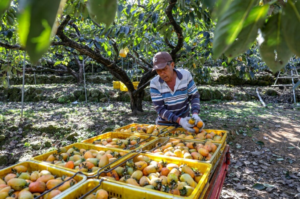 Taiwan's annual persimmon harvest is declining rapidly